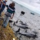 Да ли су делфини угинули због нафте из насуканог јапанског танкера код Маурицијуса