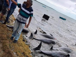 Да ли су делфини угинули због нафте из насуканог јапанског танкера код Маурицијуса