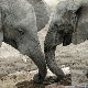 Слоновима дају медицинску марихуану за опуштање