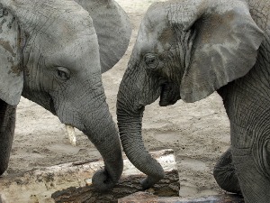 Слоновима дају медицинску марихуану за опуштање