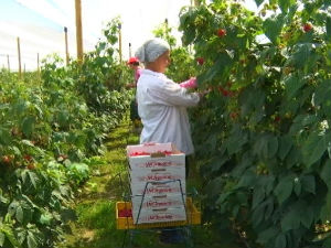 Малине као суво злато, произвођачи се жале на мали приход