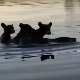 Кад медведица превози младунце са обале на обалу језера