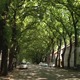 Кикинду краси најлепша улица на свету – прави зелени тунел и оаза природе