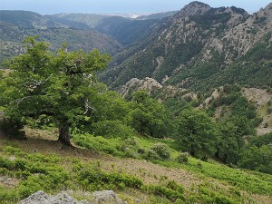 Хиљадугодишњи храст откривен на југу Италије