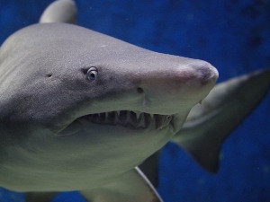 Мегалодон, ајкула која је имала леђно пераје велико као човек