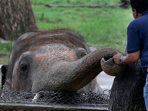 Најусамљенији слон на свету коначно на слободи
