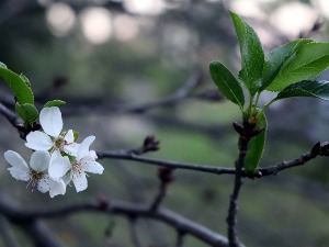 Кад су цветале вишње... у септембру, крај Мораве