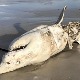 Велике беле ајкуле су на смрт преплашене од једног другог предатора