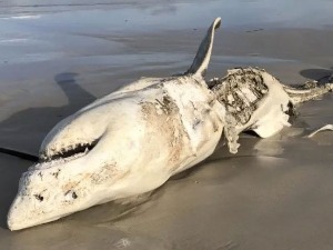 Велике беле ајкуле су на смрт преплашене од једног другог предатора