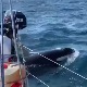 Банде китова убица нападају чамце код обала Шпаније и Португалије