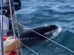 Банде китова убица нападају чамце код обала Шпаније и Португалије