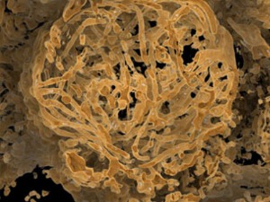 Најстарији узорак животињске сперме пронађен у 100 милиона година старом ћилибару
