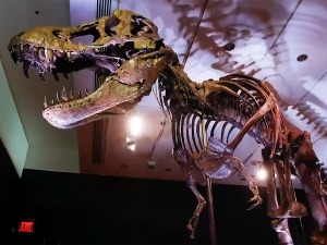 Купите свог тираносауруса – јединствени и скоро потпун костур на аукцији