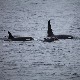 Китови убице настављају са нападима на пловила дуж обала Шпаније