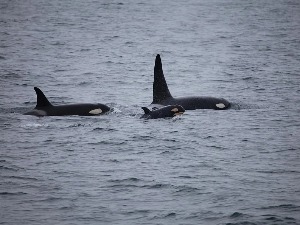 Китови убице настављају са нападима на пловила дуж обала Шпаније