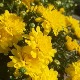 Хризантема – цвет сунца и симбол краљева, цвет љубави и поштовања