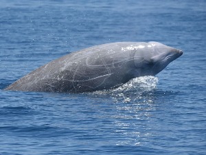 Научници у чуду – кит са једним дахом ронио скоро четири сата!