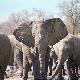 Бактерија кривац за смрт 11 слонова у Зимбабвеу