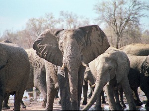 Бактерија кривац за смрт 11 слонова у Зимбабвеу