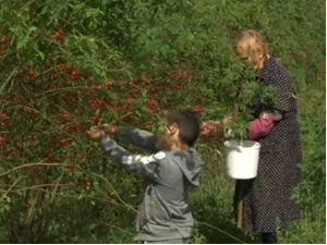 Са шипурком се узгајивач може „договарати" - стиже чувена мармелада из ужичког краја