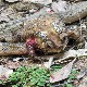 Језив начин храњења тајландских кукри змија – једу плен изнутра