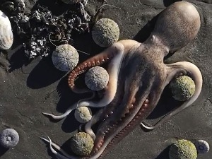 Још једна еколошка катастрофа у Русији, плаже Камчатке препуне мртвих животиња