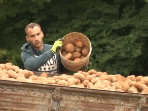 Чак и кромпир увозимо, зашто се узгој не исплати