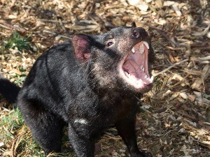 Тасманијски ђаволи поново "лутају" аустралијским копном