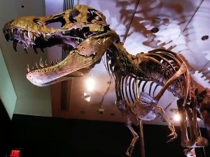 Тираносаурус Стен премашио све процене, костур продат за скоро 32 милиона долара