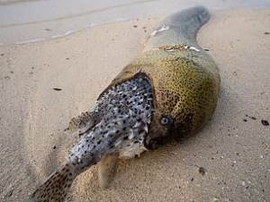 Надувача риба чудновата, мурина је не поједе ал’ угуши се
