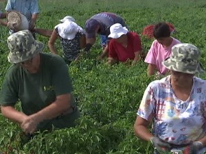 Како сезонске раднике увести у легалне токове