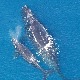 Северноатлантским глатким китовима се црно пише – има их још само 366