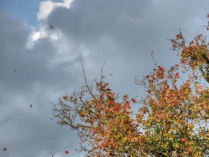 Облачно и суво, сунчано само у једном делу земље