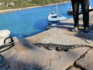 Устао, кренуо до своје барке, и дочекао га - крокодил