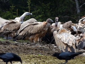 Колонија белоглавих супова се увећава захваљујући посвећености Пријепољаца