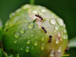  Добро јутро децо - Јесењи путници, 2. део 