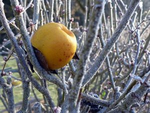 Од злата јабука