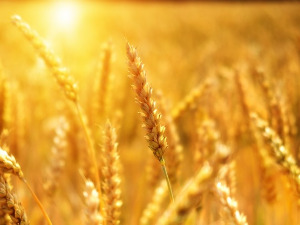  1001 Траг - Ја сам млада жито жела - Оливера Катарина 