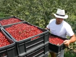 Повластице Србији за извоз воћа и поврћа у ЕУ и наредних пет година