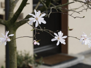 Породична прича: Немањићи