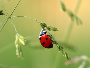  Добро јутро децо - Бубамарин лет 