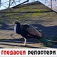 Гледаоци репортери (29. јануар 2021)
