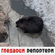 Гледаоци репортери (2. фебруар 2021)
