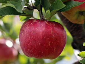  1001 Траг - Обране су јабуке румене - Гордана Стојићевић 