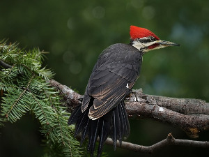  Добро јутро децо - Стрпљиви детлић 