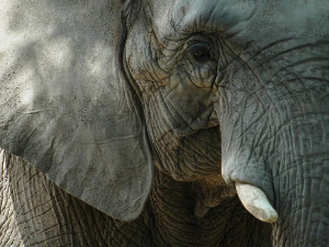  Добро јутро децо - То сам ја, слон 