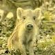 Свет који нестаје