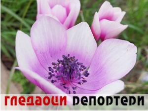 Гледаоци репортери (12. фебруар 2021)
