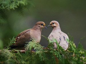  Добро јутро децо - Птица која је певала јутру 