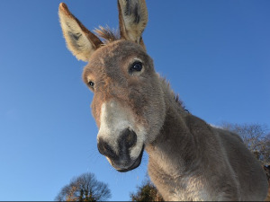 Добро јутро децо - О злату и паметном магарету 